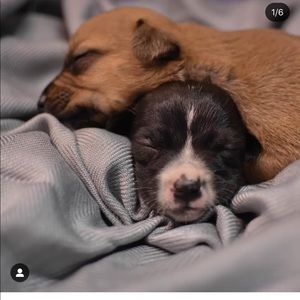 Meet your Posher, Thais